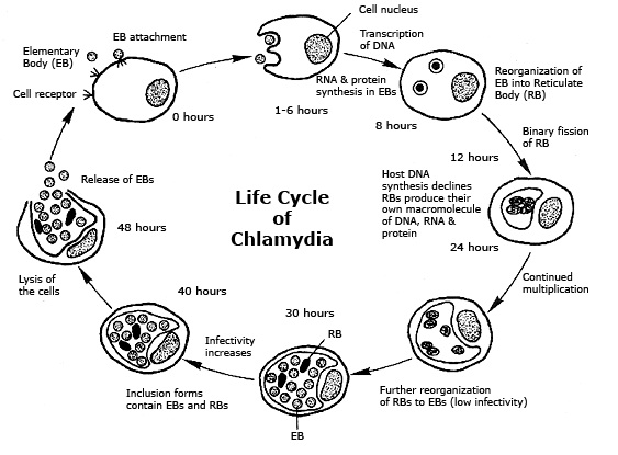 1707_life cycle of chlamdia.jpg